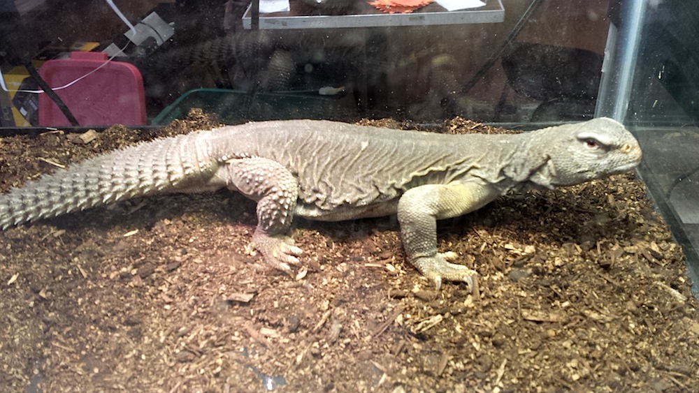 wisconsin reptile show